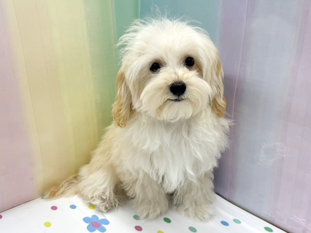 神奈川県のマルプー(マルチーズ×プードル) (ペッツファースト湘南平塚店/2025年9月27日生まれ/男の子/クリーム)の子犬の1枚目の画像
