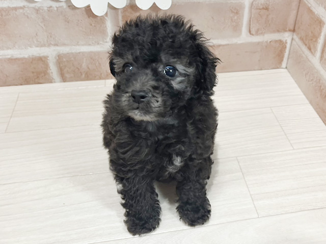 静岡県のトイプードル(タイニー) (ペッツファースト富士南店/2025年10月26日生まれ/男の子/シルバー)の子犬の1枚目の画像