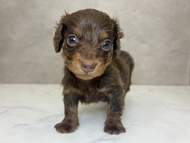 埼玉県のカニンヘンダックスフンド(ロング) (ペッツファーストPETEMOレイクタウンmori店/2025年10月25日生まれ/男の子/チョコレートタン)の子犬の1枚目の画像