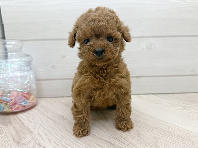 東京都のトイプードル(タイニー) (ペッツファースト渋谷店/2025年10月26日生まれ/女の子/レッド)の子犬