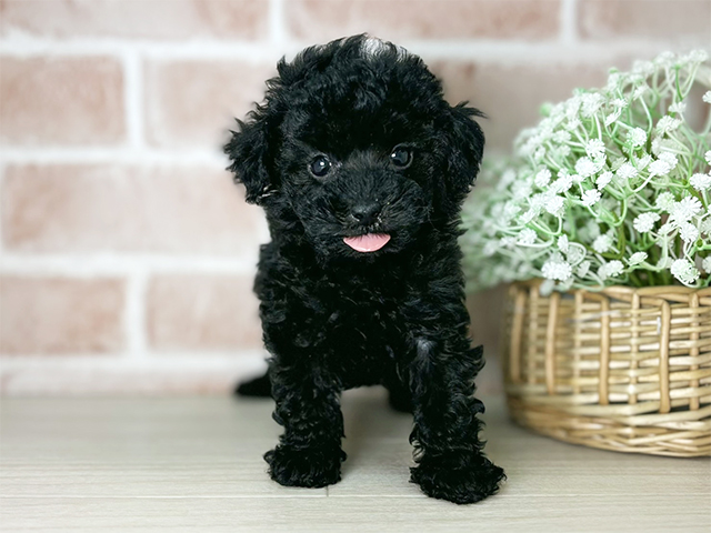 京都府のトイプードル(タイニー) (ペッツファースト京都店/2025年10月23日生まれ/男の子/ブラック)の子犬の1枚目の画像