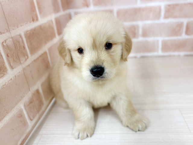 埼玉県のゴールデンレトリバー (ペッツファーストさいたま新都心店/2025年10月25日生まれ/男の子/ゴールデン)の子犬