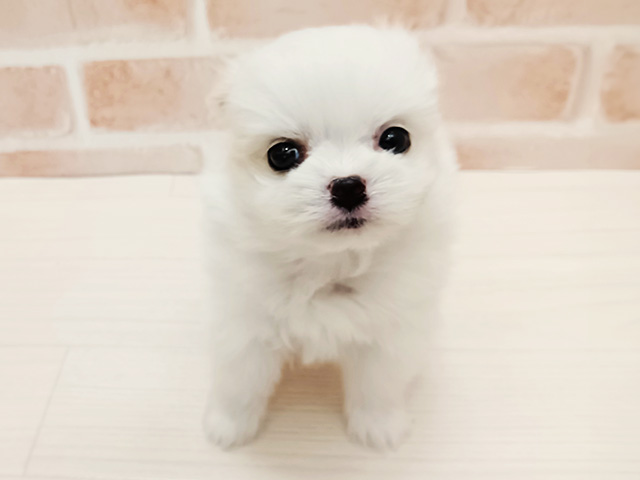 埼玉県のポメマル/マルポメ(ポメラニアン×マルチーズ) (ペッツファースト春日部店/2025年10月27日生まれ/女の子/クリームホワイト)の子犬