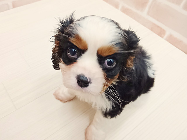 埼玉県のキャバリアキングチャールズスパニエル (ペッツファースト春日部店/2025年10月25日生まれ/男の子/トライカラー)の子犬