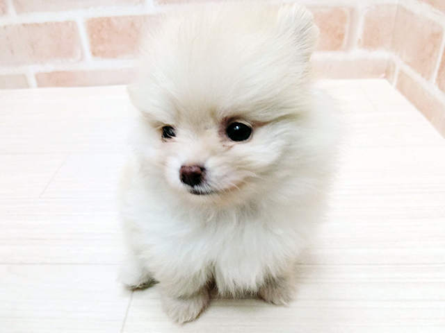 埼玉県のポメラニアン (ペッツファースト春日部店/2025年10月23日生まれ/男の子/クリーム)の子犬