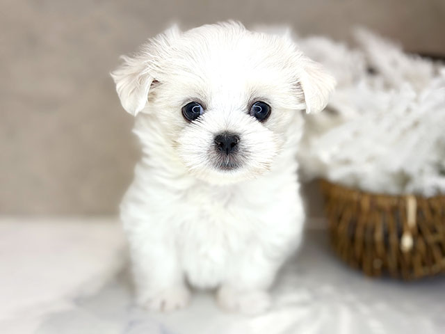 マルチーズミックス