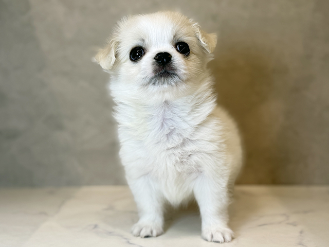 東京都のペキマル/マルペキ(ペキニーズ×マルチーズ) (ペッツファーストららぽーと立川立飛店/2025年10月27日生まれ/女の子/クリームホワイト)の子犬の1枚目の画像