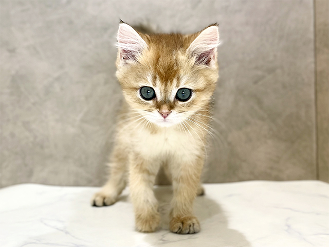 ブリティッシュ