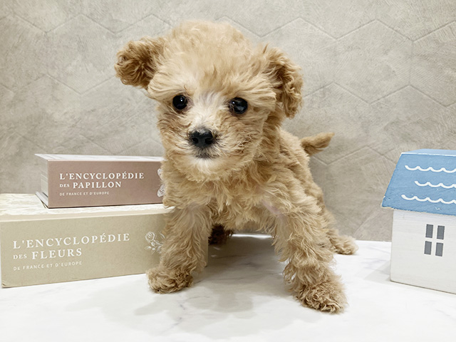 東京都のトイプードル(タイニー) (ペッツファースト晴海店/2025年10月26日生まれ/女の子/アプリコット)の子犬の1枚目の画像