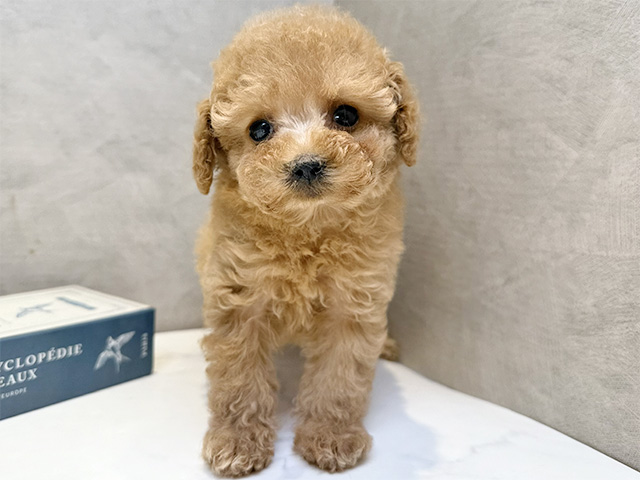 埼玉県のトイプードル(タイニー) (ペッツファースト川口店/2025年10月26日生まれ/女の子/アプリコット)の子犬の1枚目の画像