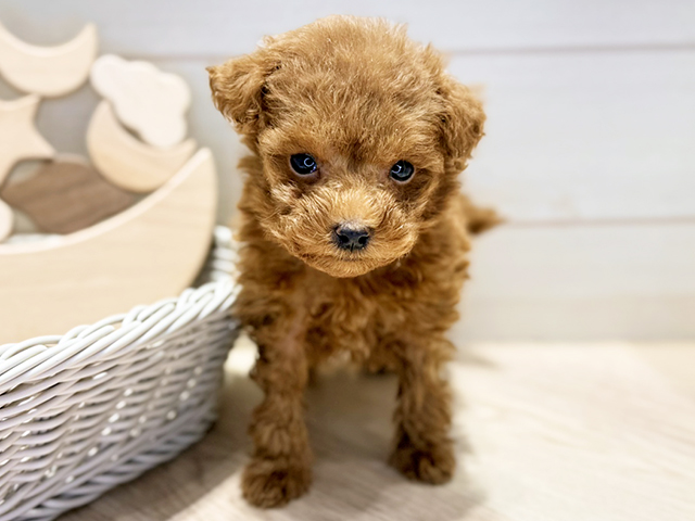 群馬県のトイプードル(タイニー) (ペッツファースト高崎店/2025年10月27日生まれ/男の子/レッド)の子犬