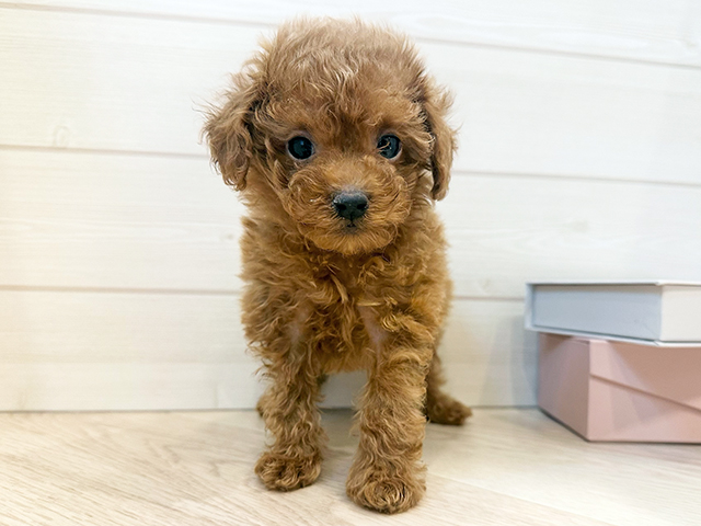 東京都のトイプードル(タイニー) (ペッツファースト麻布十番店/2025年10月27日生まれ/女の子/レッド)の子犬の1枚目の画像