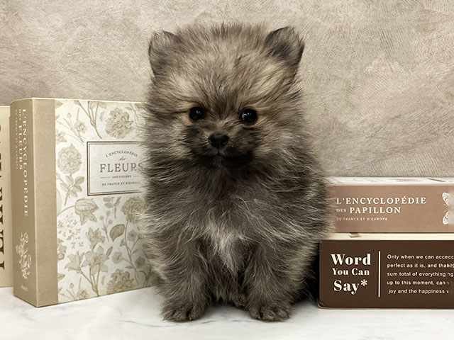 奈良県のポメラニアン (ペッツファースト橿原店/2025年10月24日生まれ/男の子/フォーン)の子犬の1枚目の画像