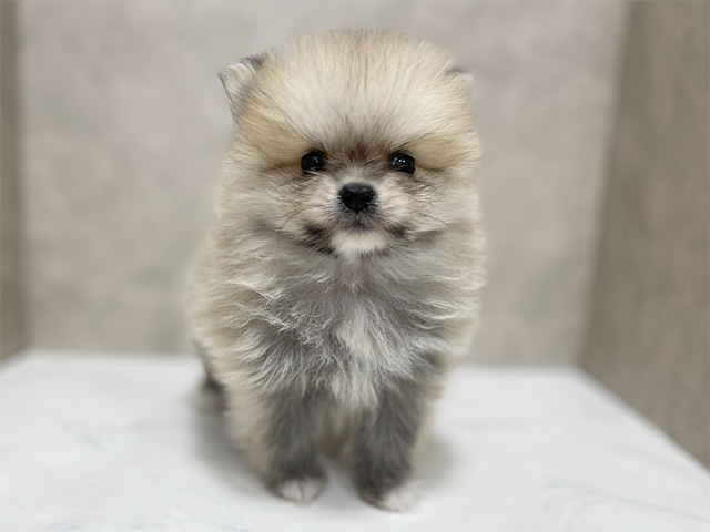 東京都のポメラニアン (ペッツファースト池袋店/2025年10月24日生まれ/女の子/フォーン)の子犬の1枚目の画像