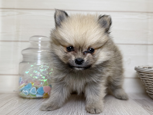 愛知県のポメラニアン (ペッツファースト大高店/2025年10月24日生まれ/女の子/フォーン)の子犬