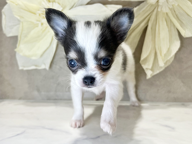兵庫県のチワワ(ロング) (ペッツファースト神戸三宮センター街店/2025年10月25日生まれ/女の子/ブルータンホワイト)の子犬の1枚目の画像
