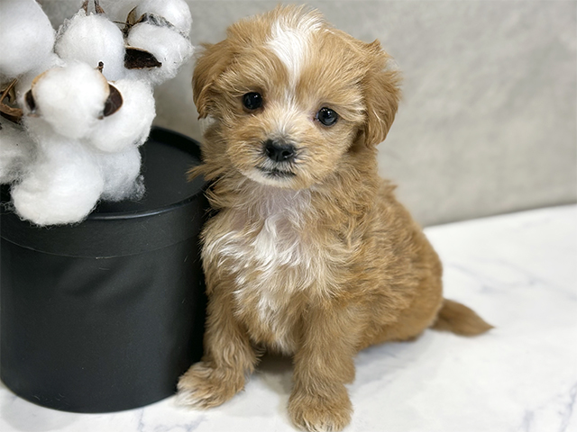 愛知県のマルプー(マルチーズ×プードル) (ペッツファースト名古屋栄店/2025年10月26日生まれ/男の子/アプリコット)の子犬の1枚目の画像