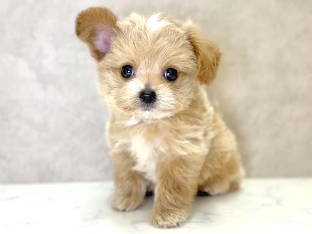 大阪府のチワプー/プーチー(チワワ×プードル) (ペッツファースト心斎橋本店/2025年10月25日生まれ/女の子/アプリコット)の子犬の1枚目の画像