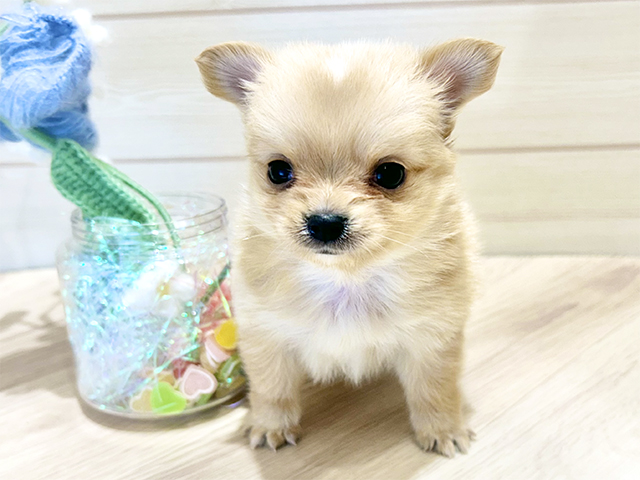大阪府のポメチワ/チワポメ/ポメチー(ポメラニアン×チワワ) (ペッツファーストららぽーと門真店/2025年10月24日生まれ/男の子/クリーム)の子犬の1枚目の画像