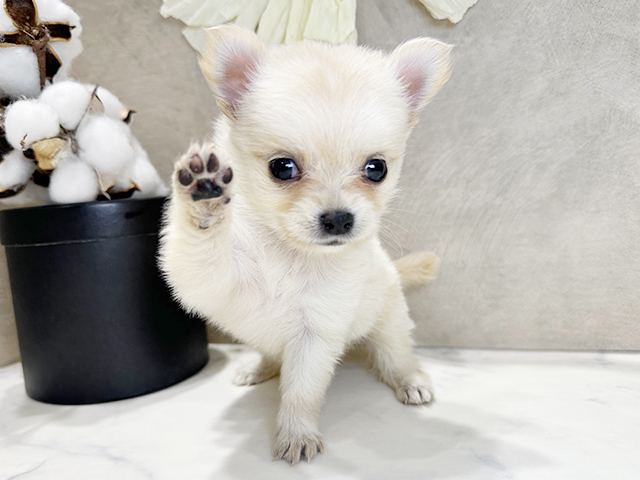 兵庫県のポメチワ/チワポメ/ポメチー(ポメラニアン×チワワ) (ペッツファースト神戸三宮センター街店/2025年10月24日生まれ/女の子/クリーム)の子犬の1枚目の画像