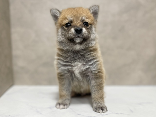 東京都のポメ柴/豆ポメ/ポメ豆柴(ポメラニアン×柴犬) (ペッツファースト池袋店/2025年10月25日生まれ/男の子/赤)の子犬