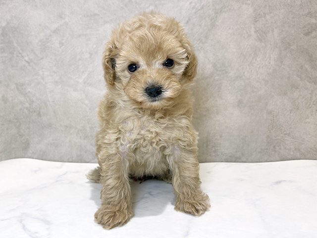 千葉県のトイプードル(タイニー) (ペッツファーストららぽーとTOKYO-BAY店/2025年10月25日生まれ/女の子/アプリコット)の子犬