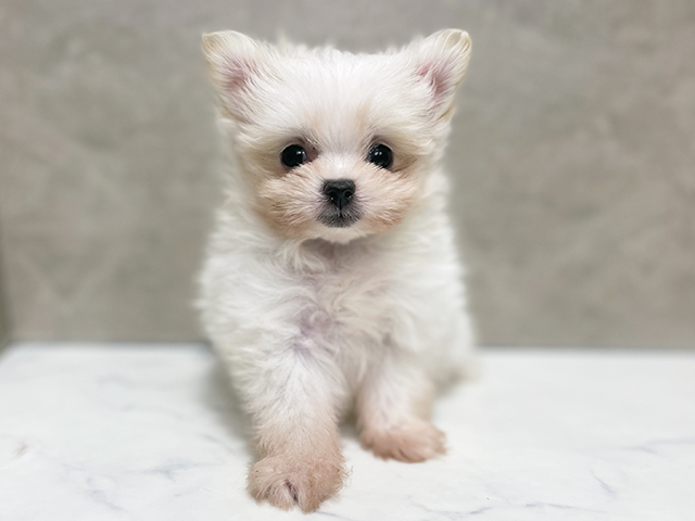 東京都のポメマル/マルポメ(ポメラニアン×マルチーズ) (ペッツファースト池袋店/2025年10月27日生まれ/女の子/ホワイト)の子犬