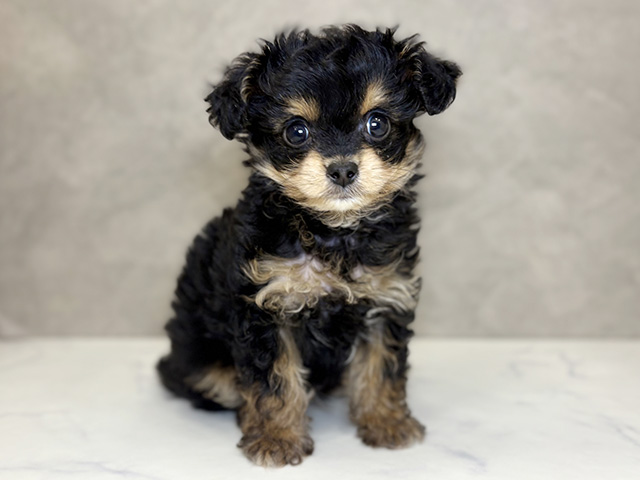 埼玉県のチワプー/プーチー(チワワ×プードル) (ペッツファーストPETEMOレイクタウンmori店/2025年10月27日生まれ/男の子/ブラックタン)の子犬の1枚目の画像