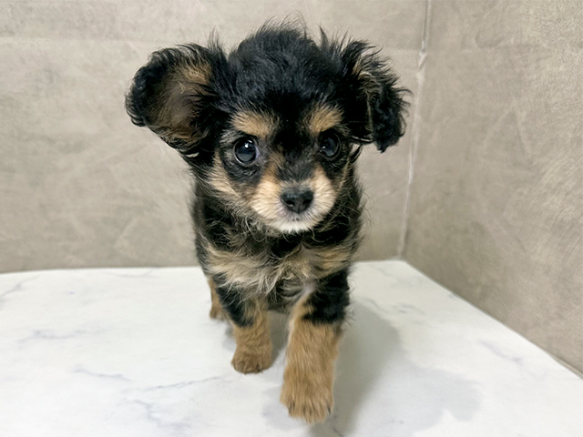 福岡県のチワプー/プーチー(チワワ×プードル) (ペッツファースト福津店/2025年10月27日生まれ/女の子/ブラックタン)の子犬の1枚目の画像