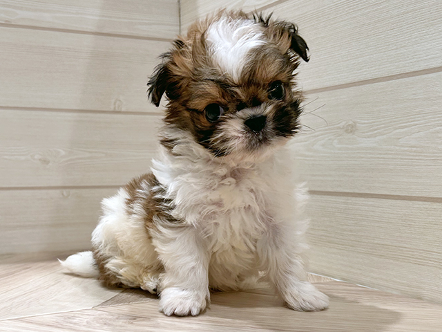東京都のチワズー/チワシーズ(チワワ×シーズー) (ペッツファースト豊洲店/2025年10月27日生まれ/男の子/ゴールドホワイト)の子犬の1枚目の画像