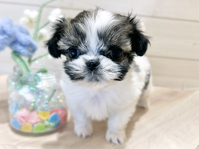 シーズーミックス