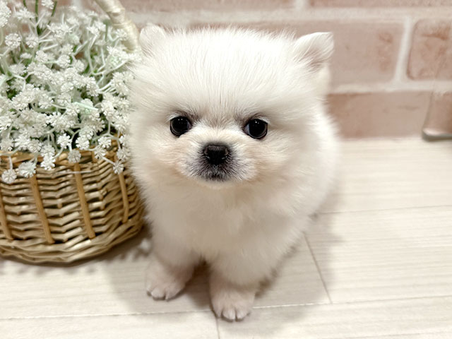 ペキニーズミックス