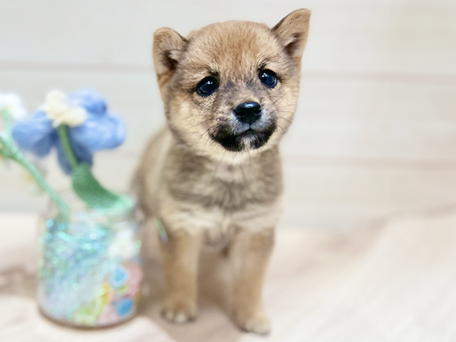 大阪府の豆柴 (ペッツファーストららぽーと門真店/2025年10月27日生まれ/女の子/赤)の子犬の1枚目の画像