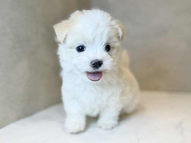 東京都のチワマル/マルチワ(チワワ×マルチーズ) (ペッツファーストららぽーと立川立飛店/2025年10月25日生まれ/男の子/ホワイトクリーム)の子犬の1枚目の画像