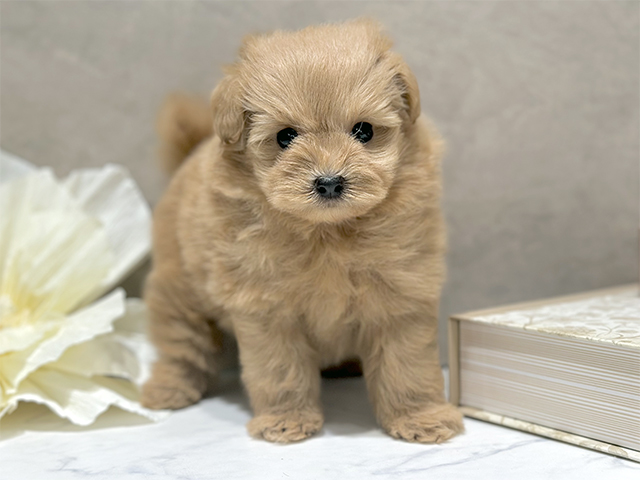 東京都のポメプー(ポメラニアン×プードル) (ペッツファースト代官山店/2025年10月27日生まれ/女の子/アプリコット)の子犬の1枚目の画像