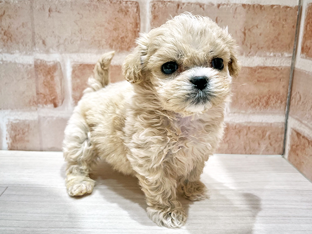 東京都のペキプー(ペキニーズ×プードル) (ペッツファースト荻窪店/2025年10月27日生まれ/女の子/クリーム)の子犬の1枚目の画像