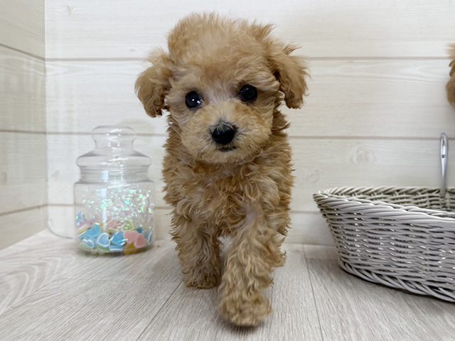 愛知県のトイプードル(トイ) (ペッツファースト大高店/2025年10月27日生まれ/男の子/レッド)の子犬の1枚目の画像