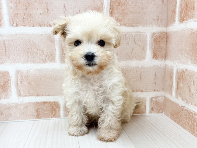 埼玉県のマルプー(マルチーズ×プードル) (ペッツファースト川越店/2025年10月27日生まれ/男の子/クリーム)の子犬