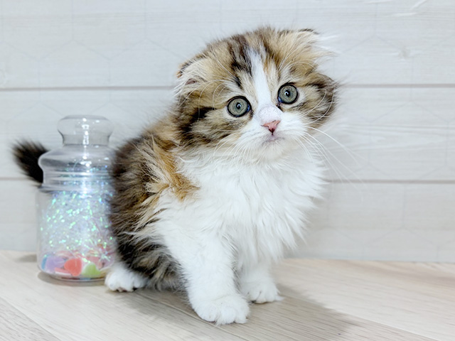 埼玉県のスコティッシュフォールド (ペッツファーストレイクタウン店/2025年10月26日生まれ/女の子/ブラウンパッチドタビーホワイト)の子猫の1枚目の画像