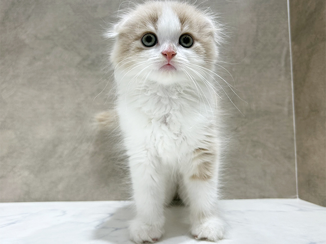 京都府のスコティッシュフォールド (ペッツファースト京都四条河原町店/2025年10月26日生まれ/男の子/クリームタビーホワイト)の子猫の1枚目の画像