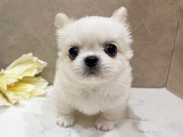 大阪府のチワペキ/ペキチー/ペキチワ(チワワ×ペキニーズ) (ペッツファースト難波店/2025年10月27日生まれ/男の子/クリーム)の子犬の1枚目の画像