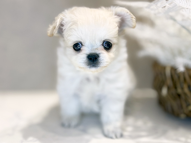 大阪府のチワペキ/ペキチー/ペキチワ(チワワ×ペキニーズ) (ペッツファースト茶屋町店/2025年10月27日生まれ/女の子/クリーム)の子犬の1枚目の画像