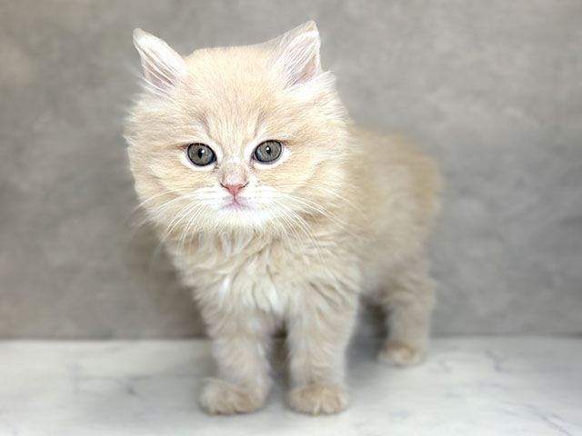 埼玉県のラガマフィン (ペッツファーストPETEMOレイクタウンmori店/2025年10月27日生まれ/男の子/クリームタビー)の子猫の1枚目の画像