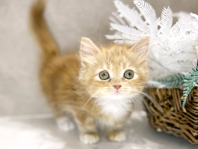 大阪府のミヌエット (ペッツファースト茶屋町店/2025年10月27日生まれ/女の子/レッドタビーホワイト)の子猫