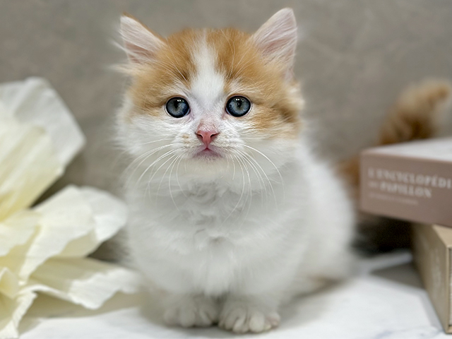 東京都のミヌエット (ペッツファースト代官山店/2025年10月27日生まれ/男の子/レッドタビーホワイト)の子猫