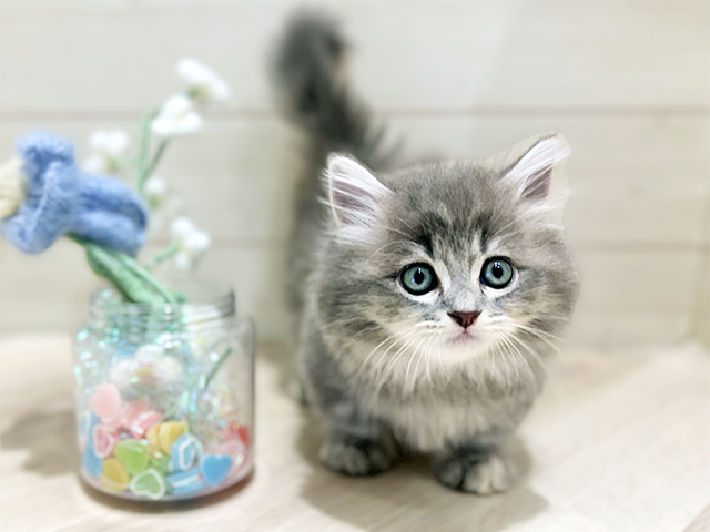 大阪府のミヌエット (ペッツファーストららぽーと門真店/2025年10月27日生まれ/女の子/ブルーパッチドタビー)の子猫の1枚目の画像