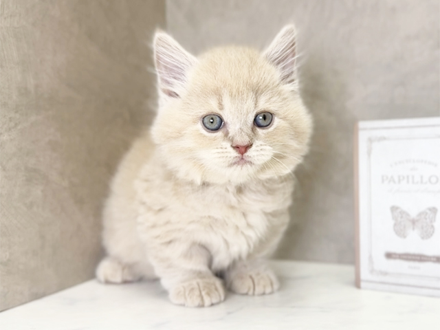 大阪府のミヌエット (ペッツファースト心斎橋本店/2025年10月27日生まれ/男の子/クリームタビー)の子猫