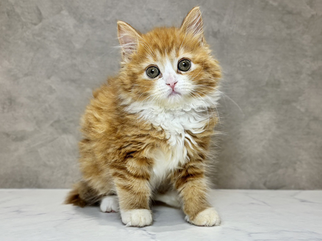 東京都のラガマフィン (ペッツファースト神楽坂店/2025年10月26日生まれ/女の子/レッドタビーホワイト)の子猫の1枚目の画像