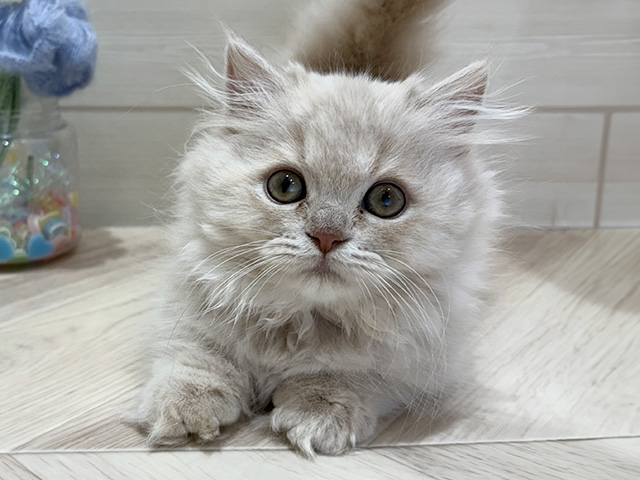 大阪府のミヌエット (ペッツファーストららぽーと門真店/2025年10月26日生まれ/女の子/クリームタビー)の子猫の1枚目の画像