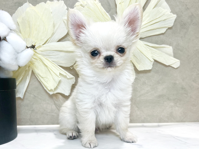 兵庫県のチワワ(ロング) (ペッツファースト神戸三宮センター街店/2025年10月19日生まれ/男の子/クリーム)の子犬の1枚目の画像